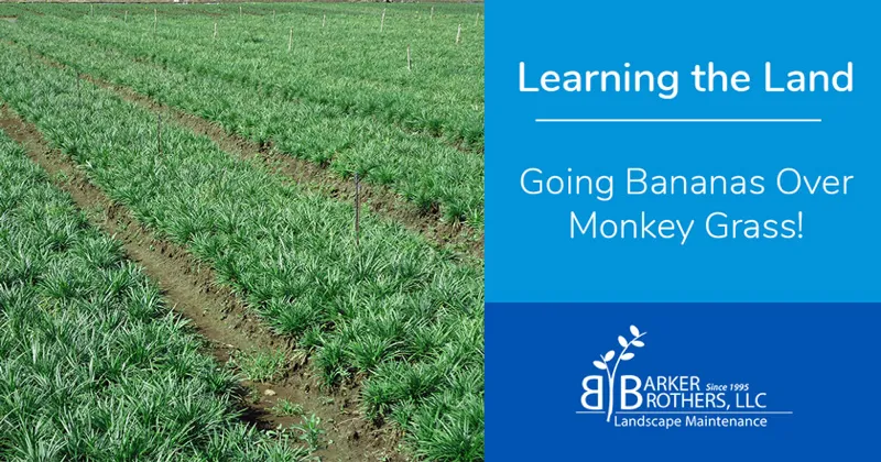 Going Bananas over Monkey Grass – Liriope