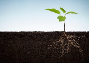 Charlotte Mulch Soil Health