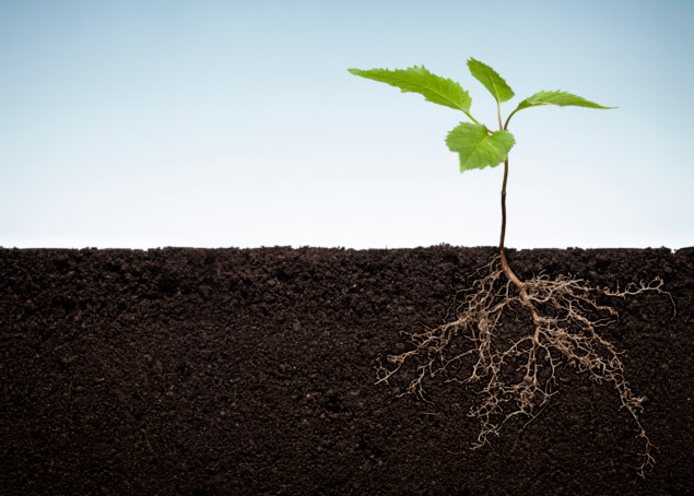 Charlotte Mulch Soil Health
