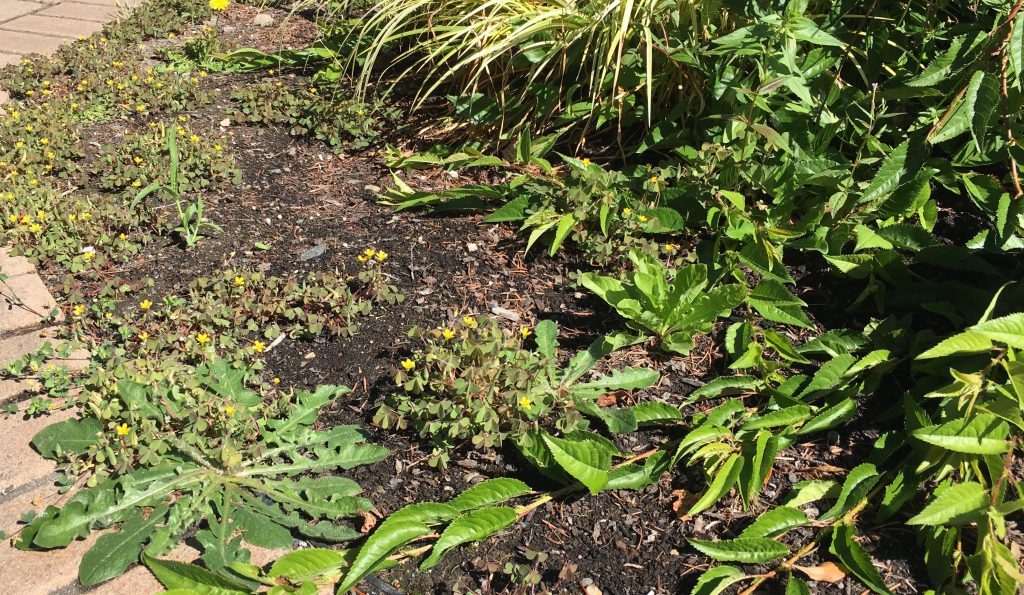 Charlotte Mulch Weed Suppression