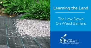 Weed barrier fabric is used under gravel in a landscape bed in Charlotte, NC, bordered by lush green plants, and illustrates a practical yard maintenance solution.