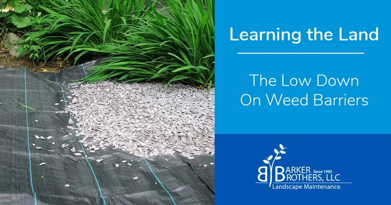 Weed Barriers in Landscape Beds