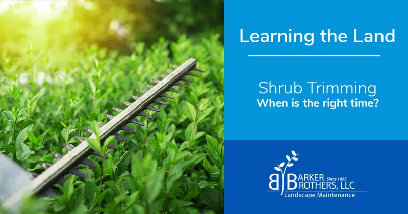 Trimming Shrubs: When is the right time?