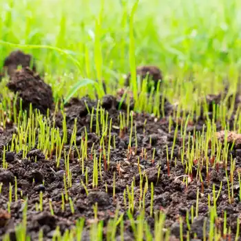 Close-up view of grass immediately after aeration, showing young shoots and aeration holes in a Charlotte lawn.
