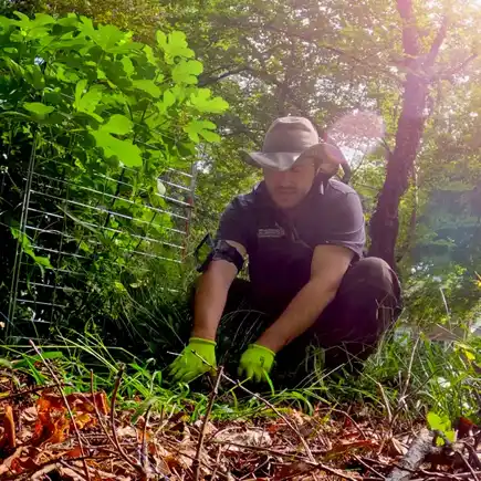 Landscaper clearing brush in a wooded area in Charlotte, part of comprehensive landscaping services.