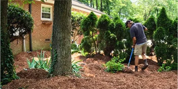 Landscaper spreading mulch in a residential garden in Charlotte, NC, among mature shrubs and trees, improving soil health and garden aesthetics.
