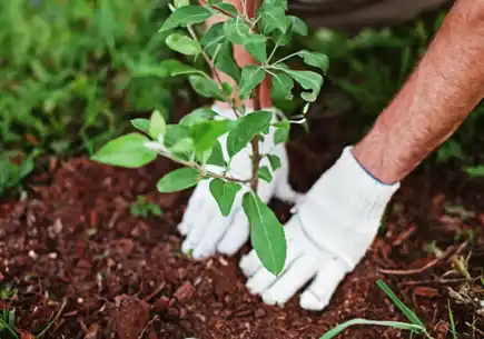 Landscaper planting a young tree in Charlotte NC, part of sustainable landscape design services.