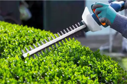 Professional gardener using electric hedge trimmers on a bush, exemplifying quality hedge pruning services.