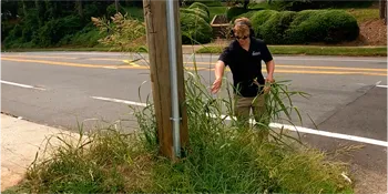 A yard maintenance worker in Charlotte, NC, cleans up overgrown weeds around a street pole, demonstrating diligent urban landscape care.