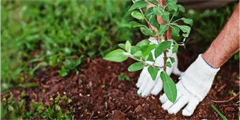 Close-up of hands planting a new shrub in rich mulched soil, part of yard maintenance services in Charlotte, NC, focusing on sustainable landscape development.