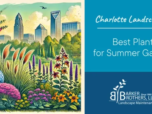 Best Plants for Summer Landscaping in Charlotte
